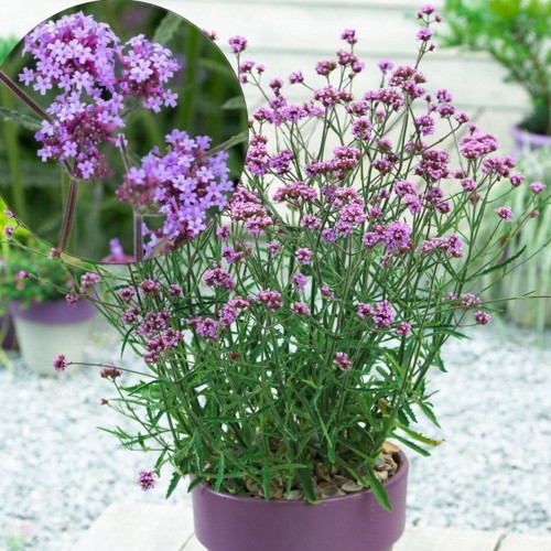 Verbena bonariensis 'Royal Dreams®' - Argentiina raudürt 'Royal Dreams®' 